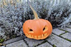 IMG_20251020_112151629_HDR_AE