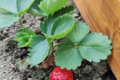 IMG_20250605_1020321