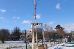 IMG_20241121_101408