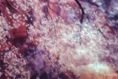 IMG_20241113_101942