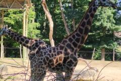 Školní výlet s rodiči - ZOO Lešná